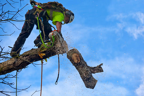 Best Tree Maintenance Programs  in USA